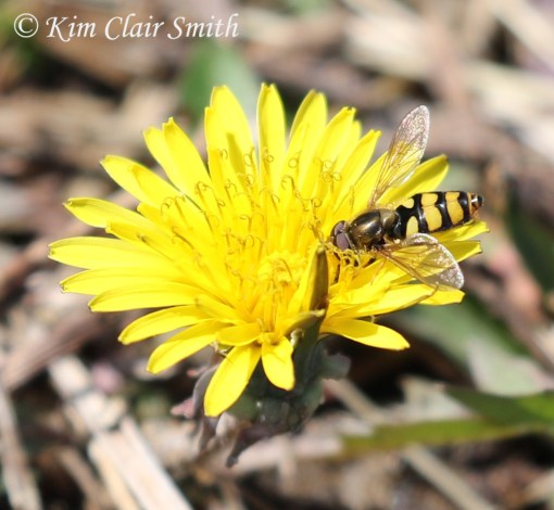 American Hoverfly maybe (Eupeodes americanus) on dandelion w sig