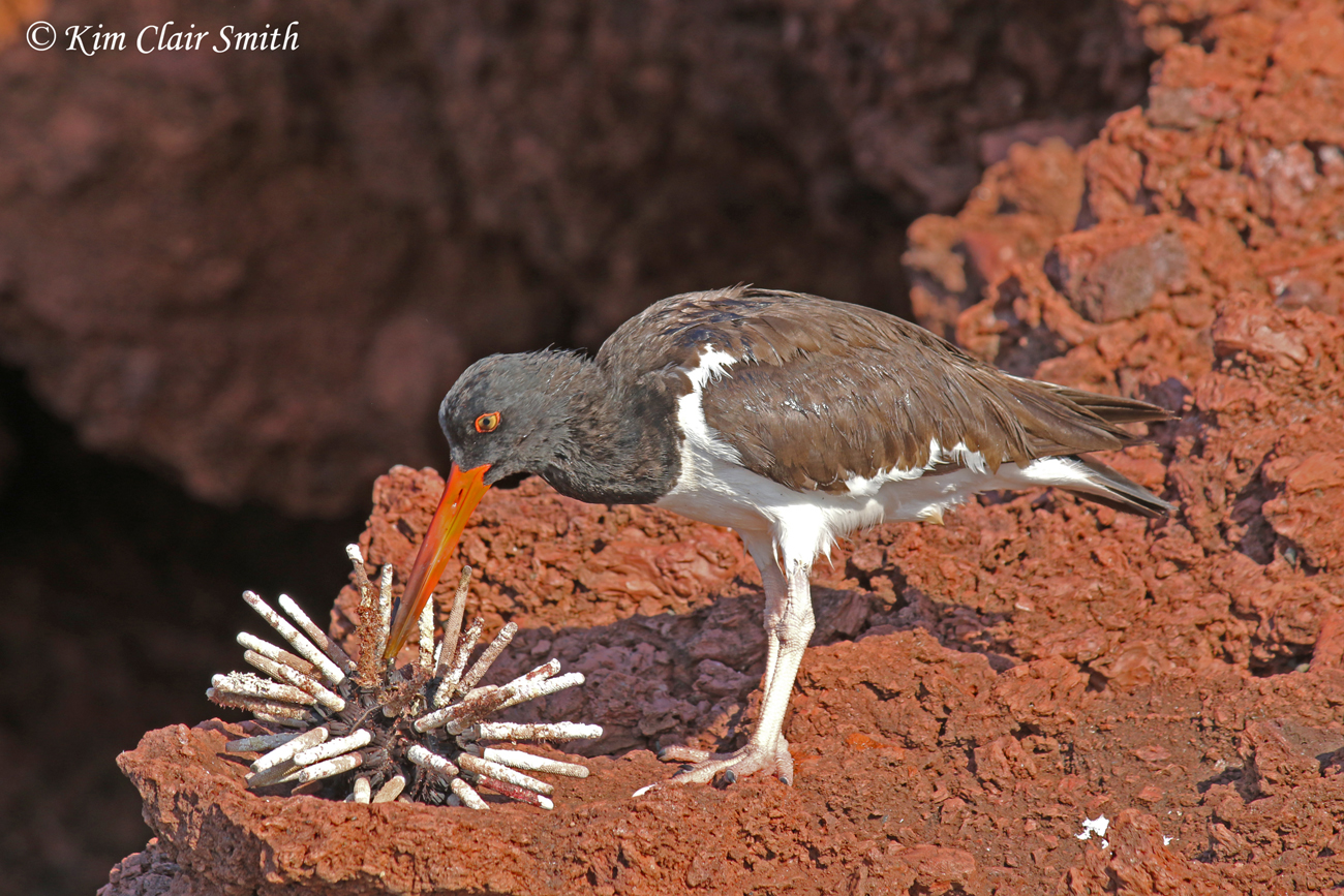 American Oystercatcher with sea urchin for blog