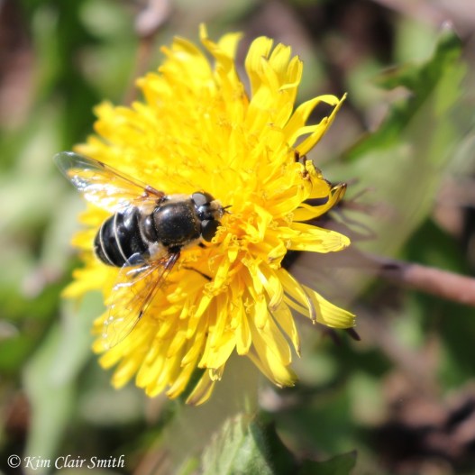 Black-shouldered drone fly on dandelion - blog w sig