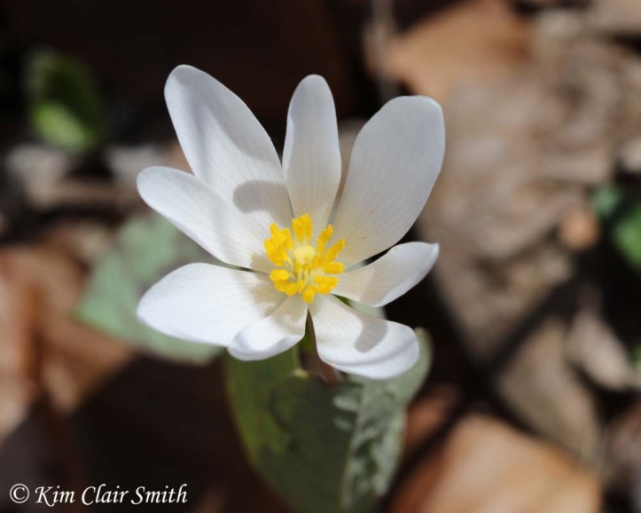 Bloodroot at Goll Woods w sig