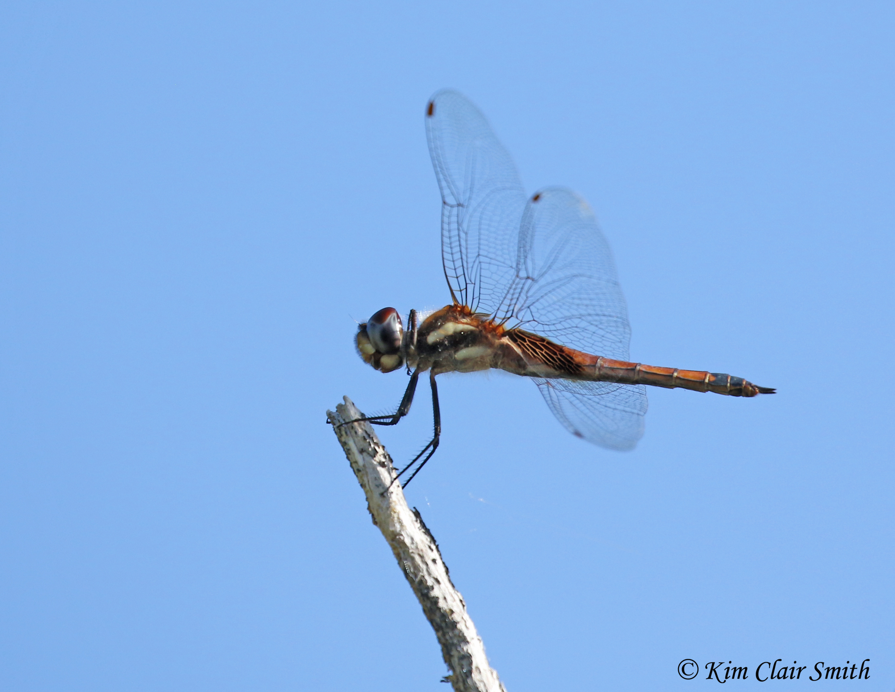 Dragonfly from Galapagos