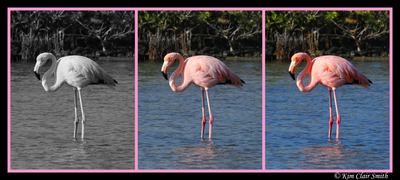 Flamingo Collage w sig