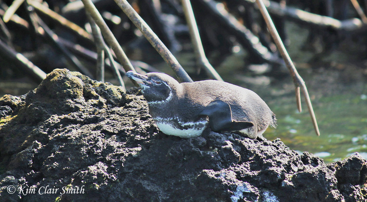 Galapagos penguin lying down w sig