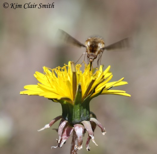 Greater bee fly on dandelion with long proboscis w sig