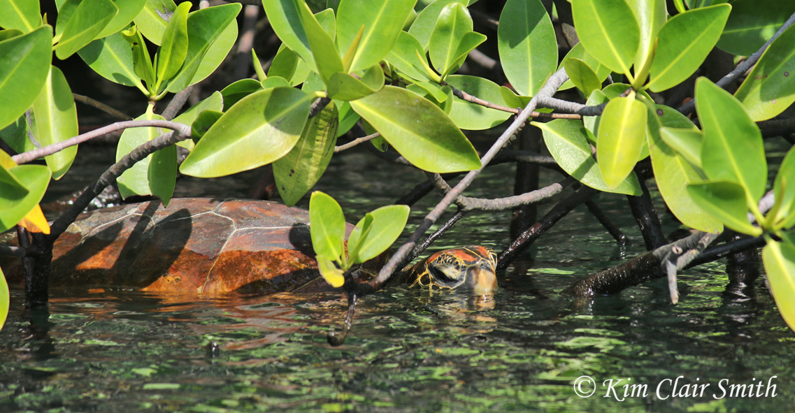 Green sea turtle resting in mangroves w sig