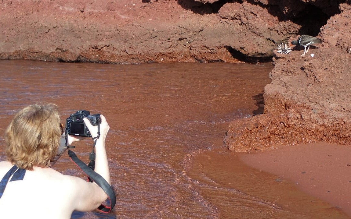 Kim taking pics of oystercatcher on beach