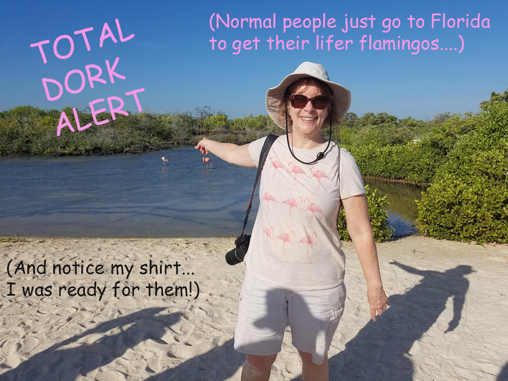 Kim's lifer flamingos in the Galapagos - Dork Alert