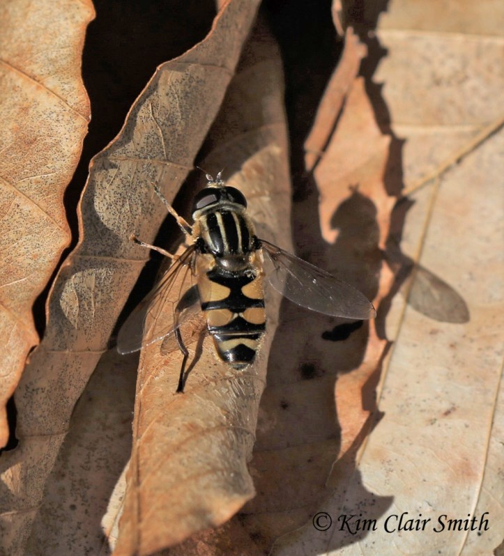 Narrow-headed sunfly - helophilus fasciatus - on leaves w sig