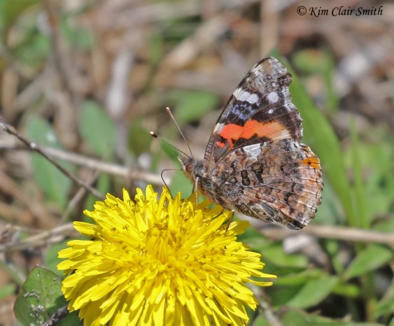 Red Admiral butterfly on dandelion cropped w sig
