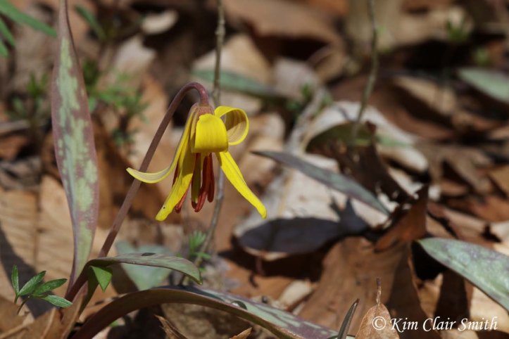Trout Lily at Goll Woods w sig