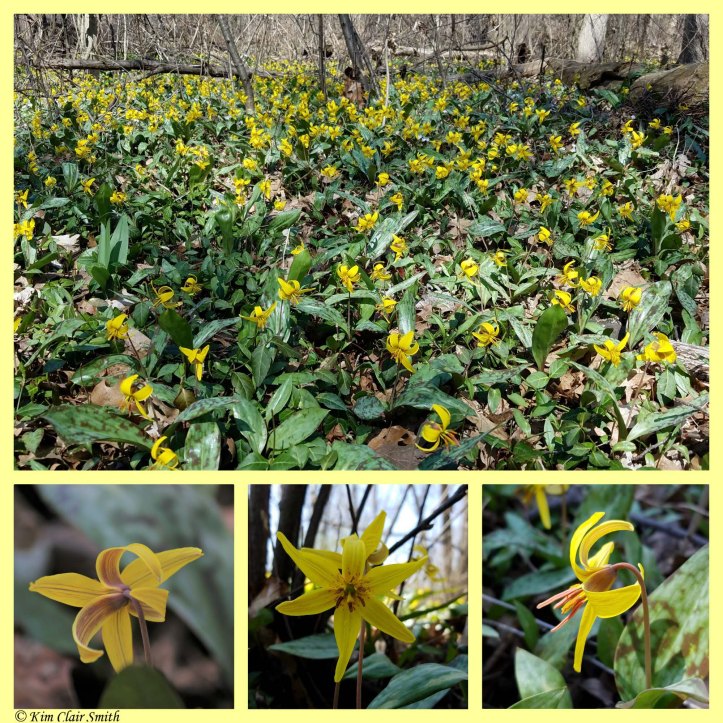 Trout lily collage w sig