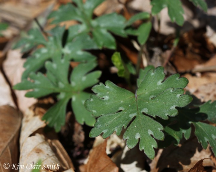 Virginia waterleaf w sig