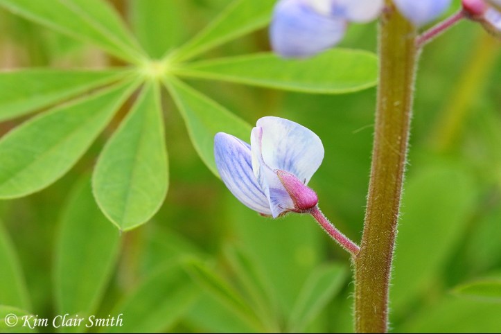 Lupine blooming in my yard - blog (1)