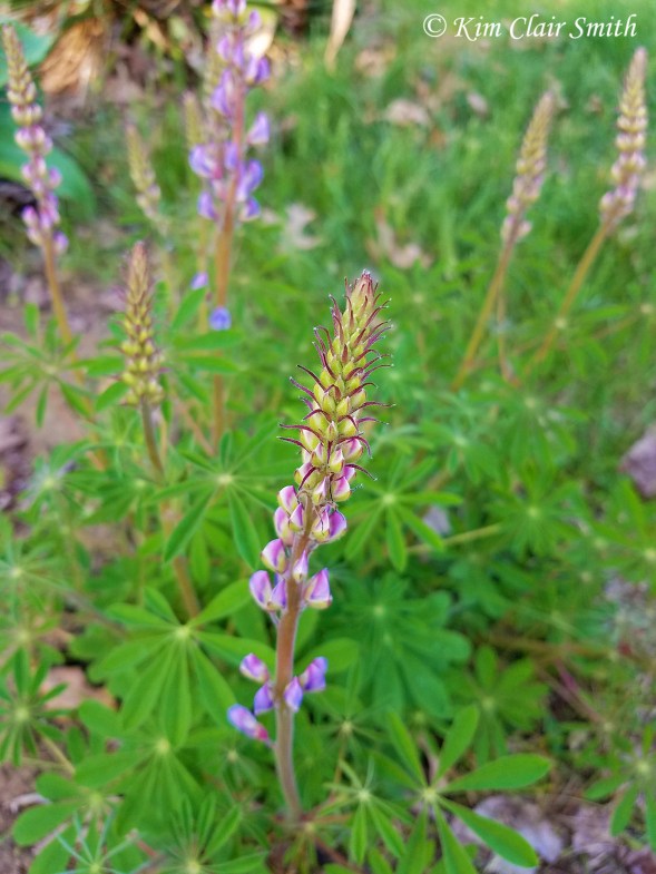 Lupine blooming in my yard - blog (2)
