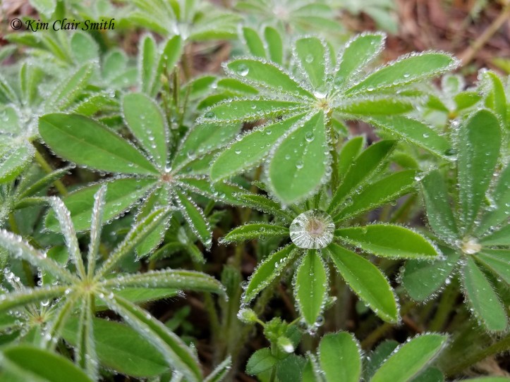 Lupine with rain droplets w sig