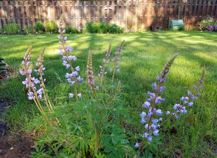 Wild lupine in my yard