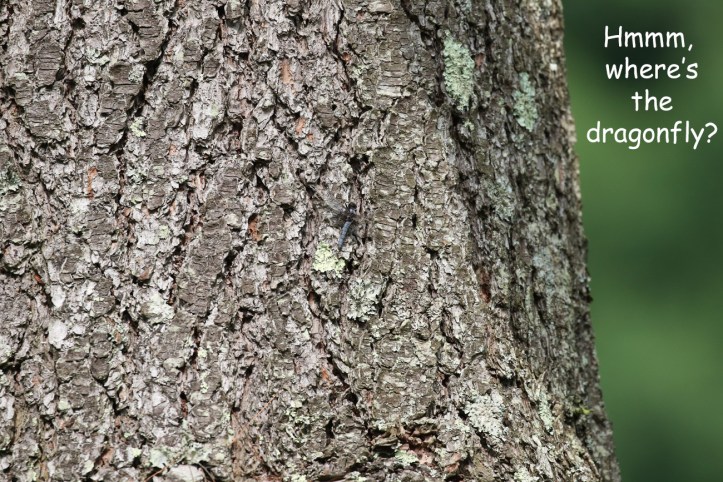 Blue corporal dragonfly - can you see it
