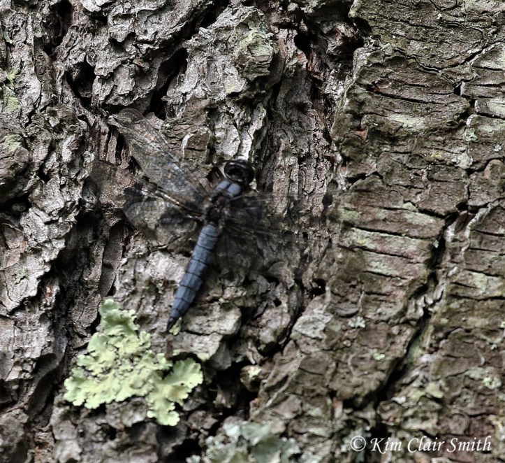 Blue corporal dragonfly w sig