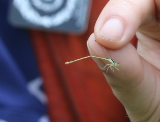 Citrine forktail in hand LIFER reduced file size