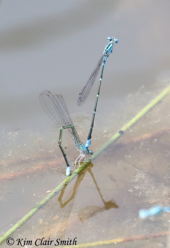 Slender bluets in tandem by Kim Clair Smith w sig