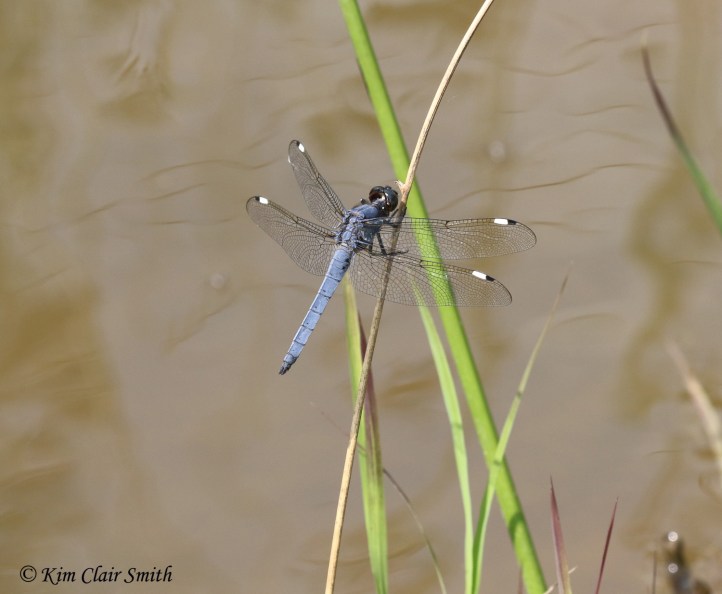Spangled skimmer by Kim Clair Smith w sig