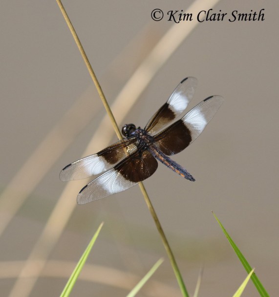 Widow skimmer by Kim Clair Smith w sig