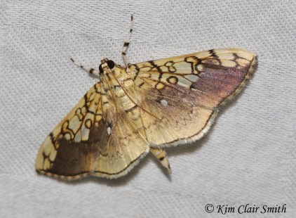 Basswood leafroller w sig