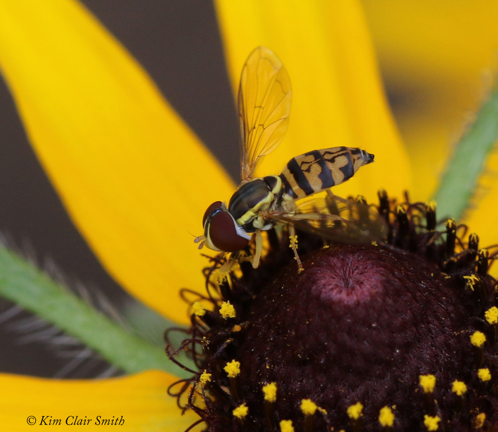 Eastern calligrapher fly Kim Clair Smith