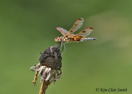 Female calico pennant on spent flower head Kim Clair Smith