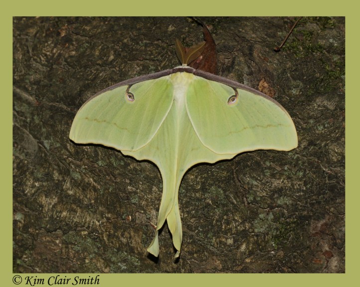 Luna moth with frame and sig