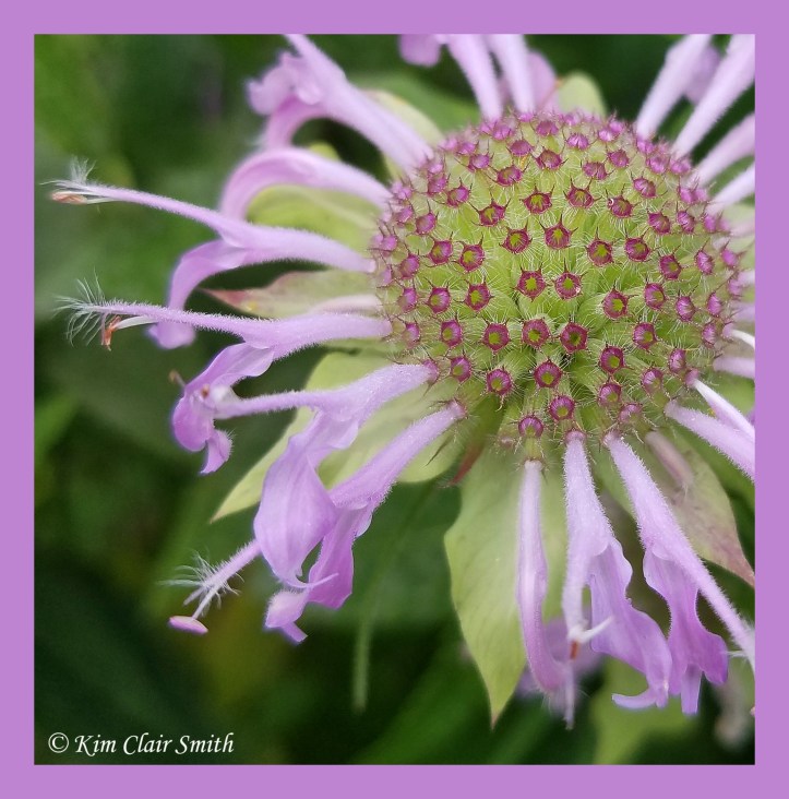Pincushion look on spent monarda flower w sig