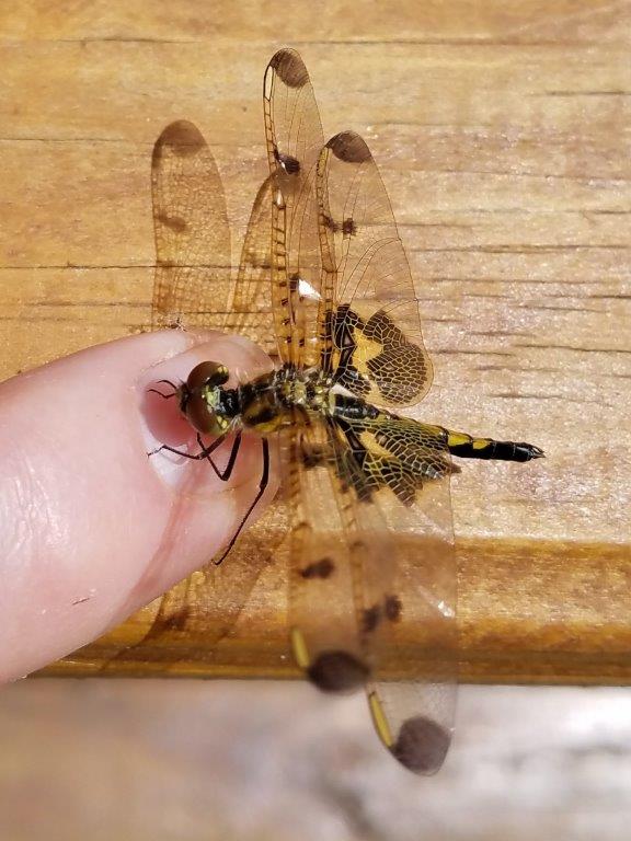 Rescued dragonfly - Hal Mann Ginny Mann v2