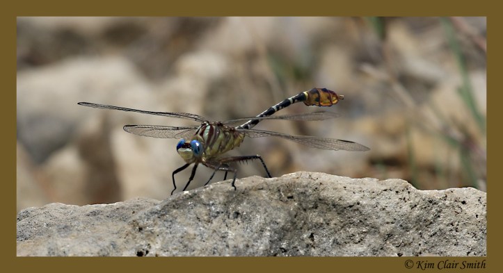 Flag-tailed spinyleg - blog