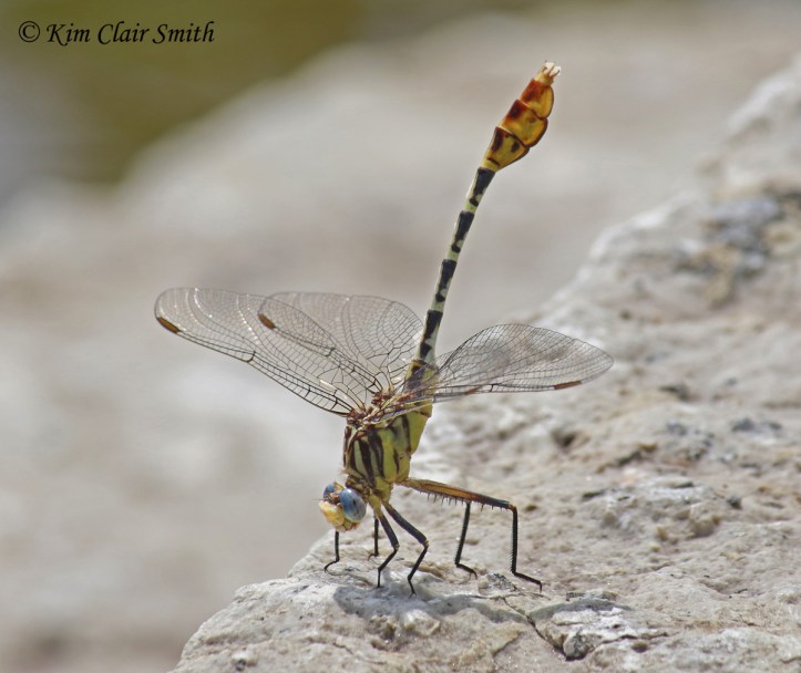 Flag-tailed spinyleg in obelisk position - blog