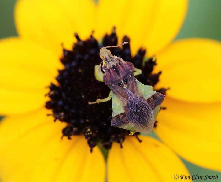 Jagged ambush bug on black-eyed susan - dorsal view w sig Kim Clair Smith