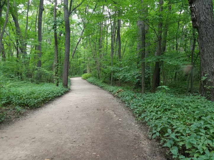 Red trail at Wildwood - lush and green in mid-August
