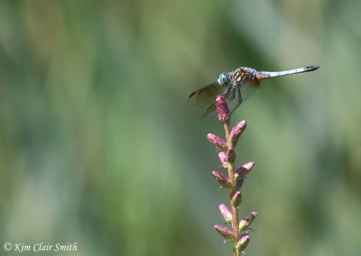 Blue dasher on pink - blog w sig