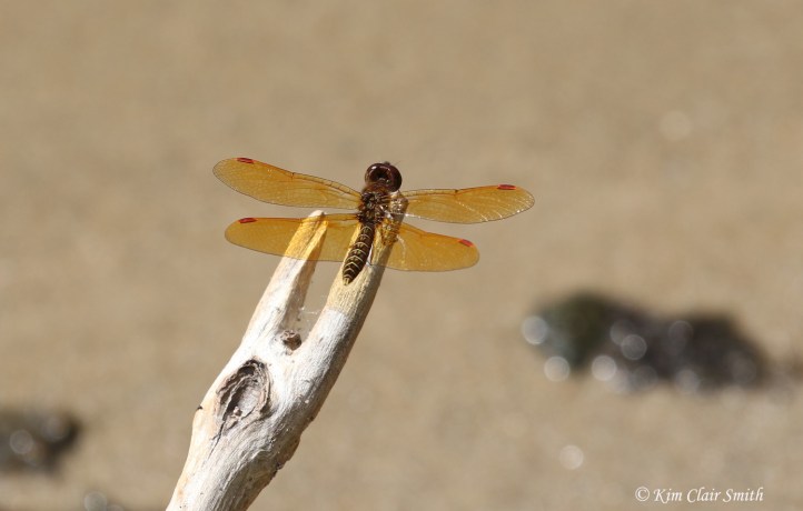 Eastern amberwing - blog sig