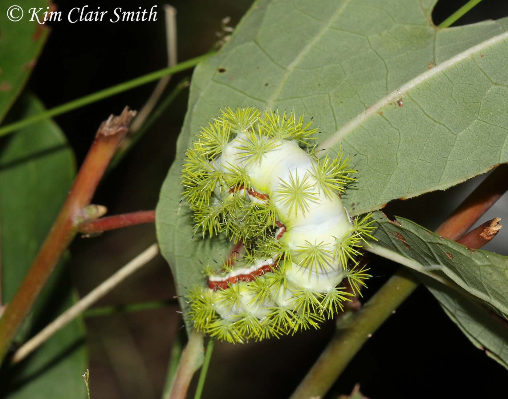 Io Moth caterpillar