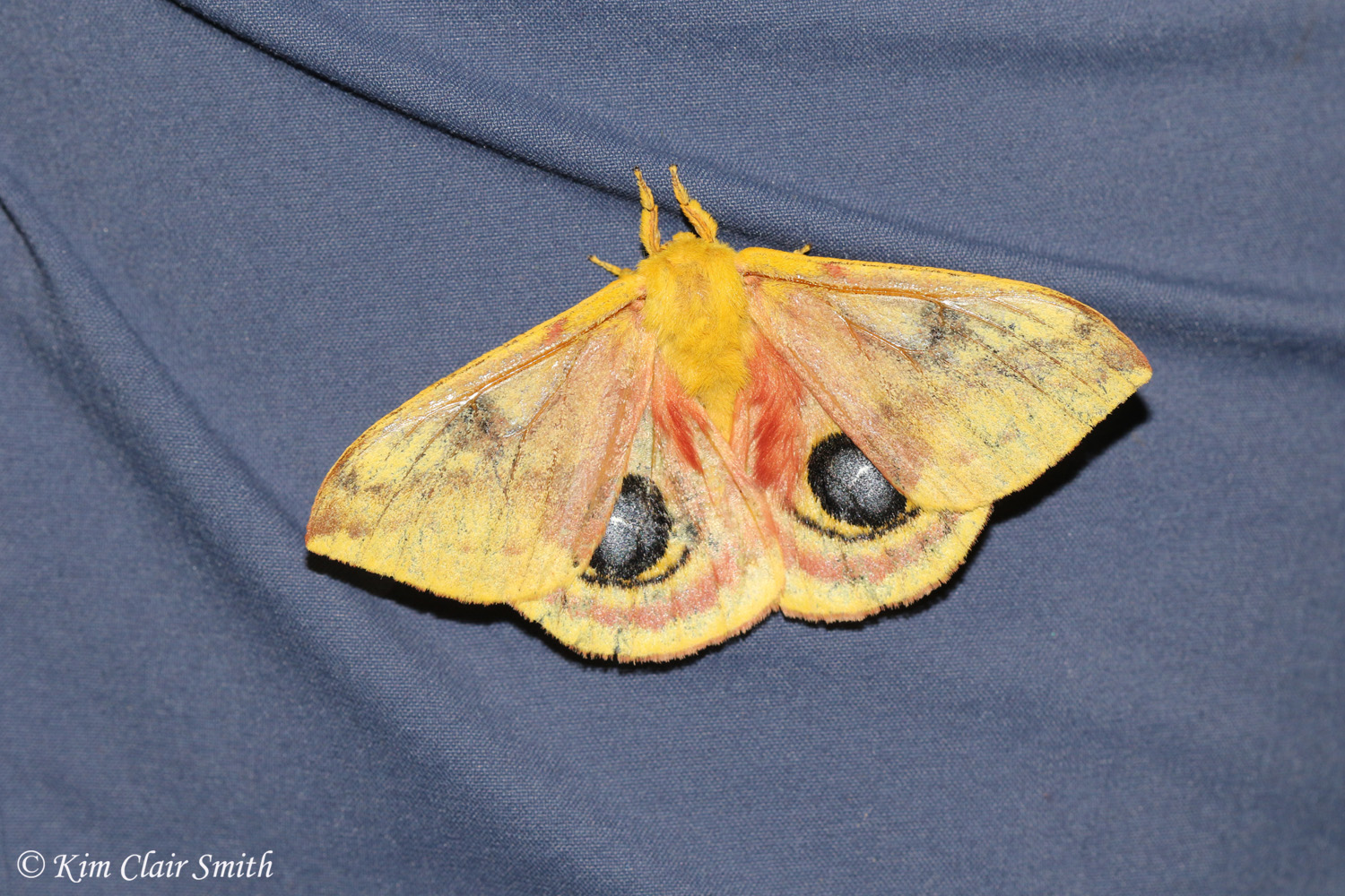 Io moth on Angie's pant leg - blog