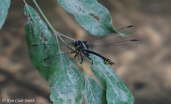 Laura's Clubtail LIFER - first photo