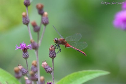 Meadowhawk on ironweed w sig