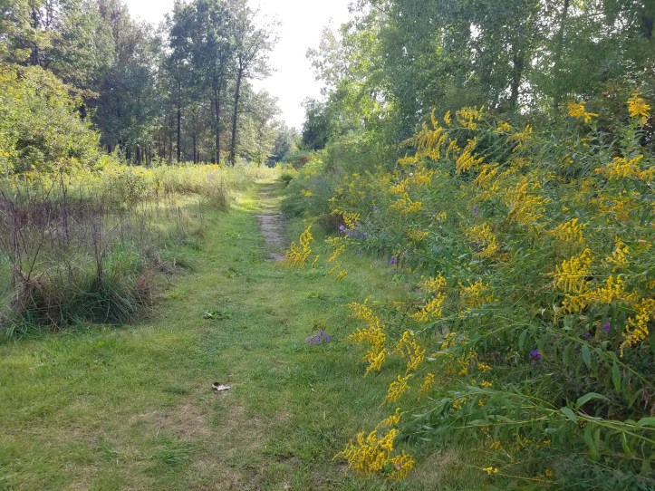 Path around Wiregrass Lake with goldenrod