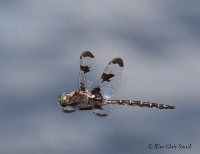 Prince Baskettail in flight