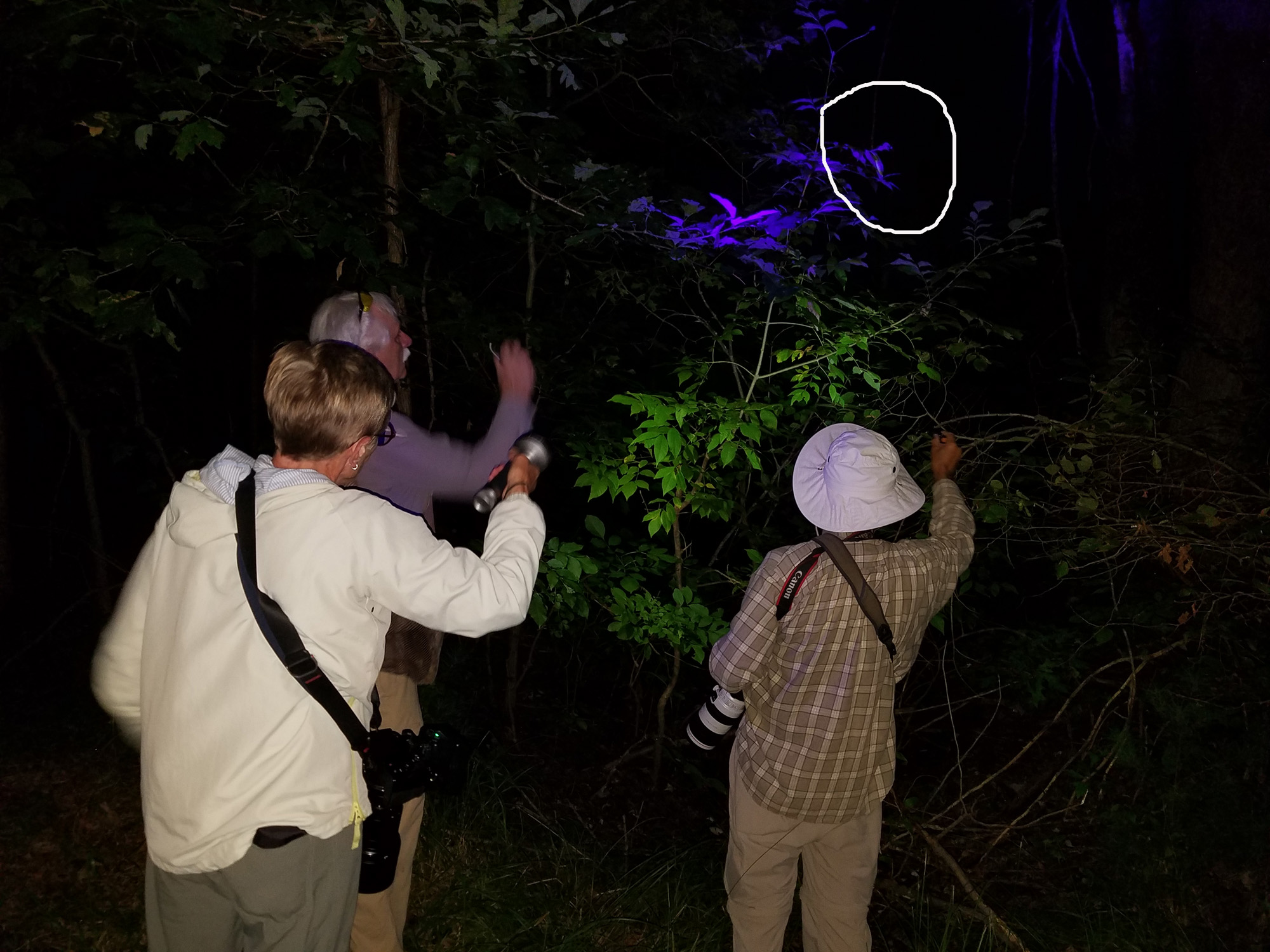 Using a UV flashlight to light up a caterpillar