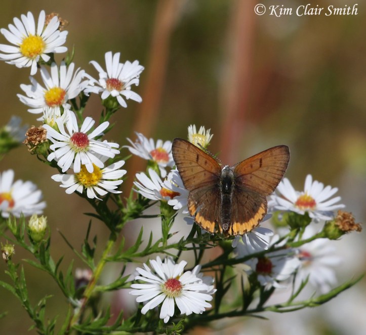 Bronze copper on asters w sig
