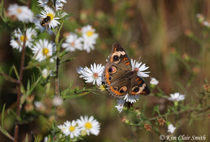 Common buckeye on asters w sig