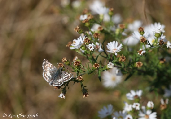 common checkered skipper on asters w sig