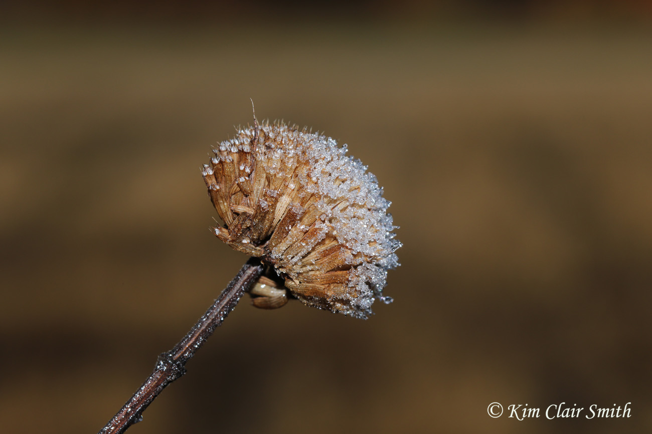 Frost on flower head - reduced size - blog