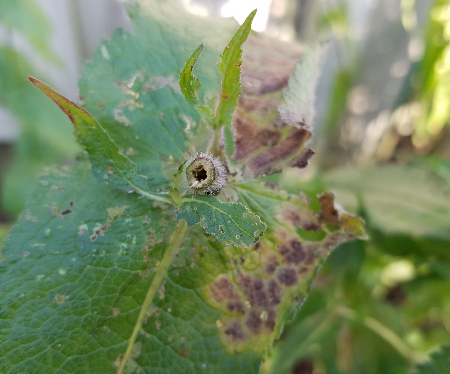 Hollow stems of boneset left for winter